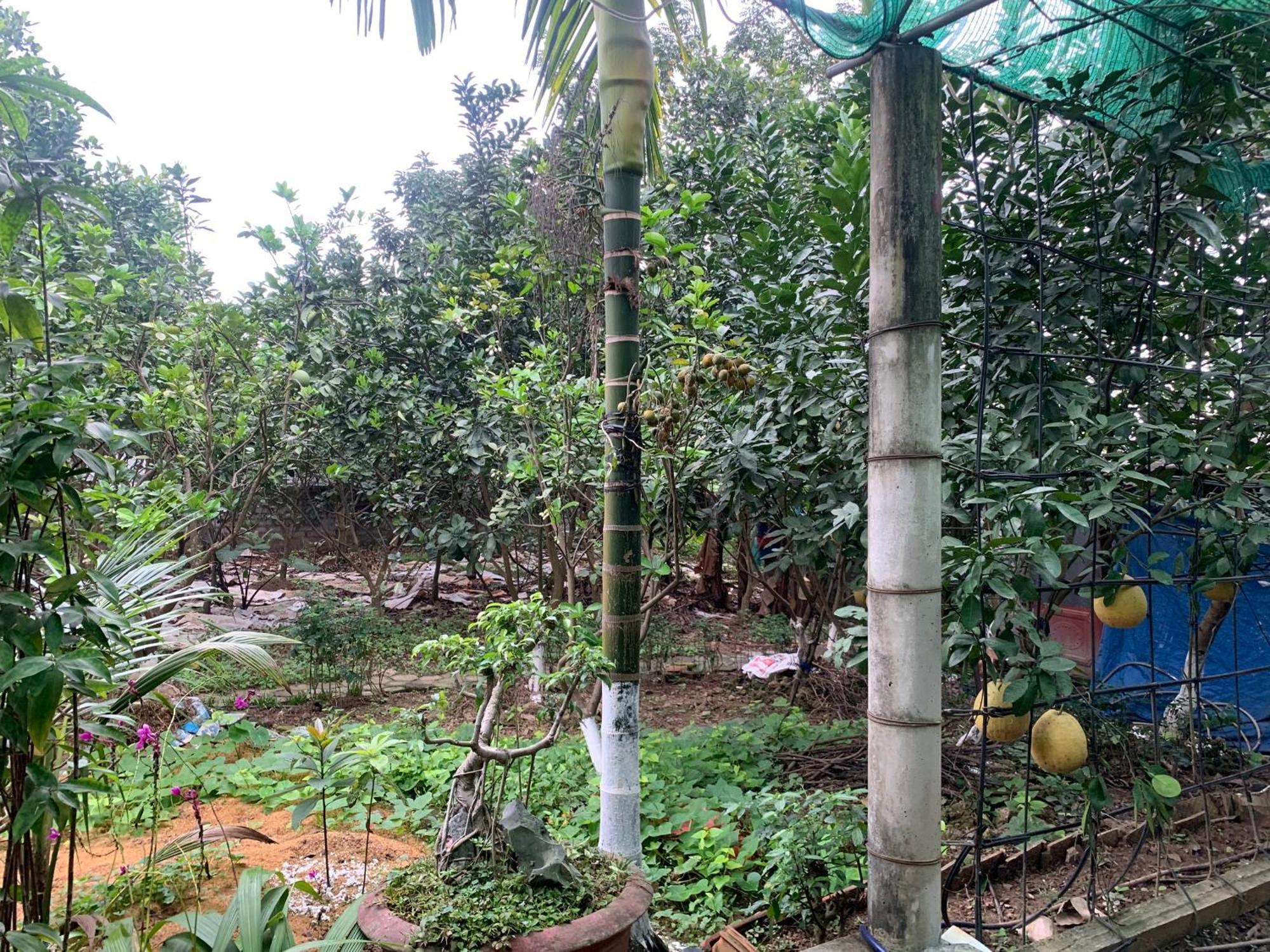 Tre Xanh Homestay Ninh Binh Bagian luar foto